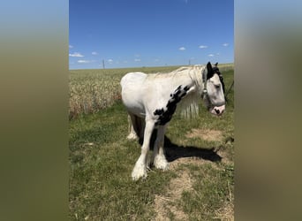 Gypsy Horse, Gelding, 6 years, 12,2 hh, Leopard-Piebald