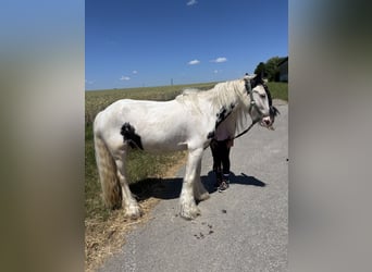 Gypsy Horse, Gelding, 6 years, 12,2 hh, Leopard-Piebald