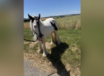 Gypsy Horse, Gelding, 6 years, 12,2 hh, Leopard-Piebald