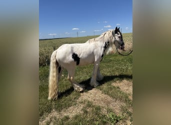 Gypsy Horse, Gelding, 6 years, 12,2 hh, Leopard-Piebald