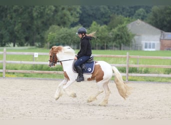 Gypsy Horse, Gelding, 6 years, 12,3 hh, Pinto