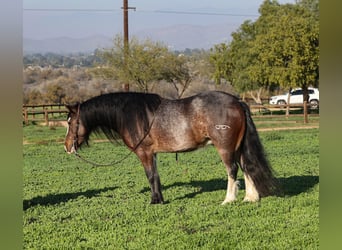 Gypsy Horse Mix, Gelding, 6 years, 13.1 hh, Roan-Bay