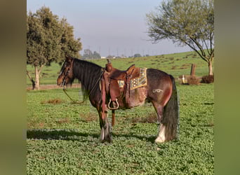 Gypsy Horse Mix, Gelding, 6 years, 13.1 hh, Roan-Bay