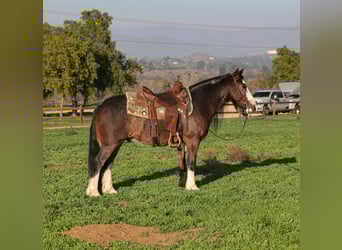 Gypsy Horse Mix, Gelding, 6 years, 13.1 hh, Roan-Bay