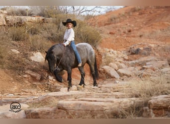 Gypsy Horse Mix, Gelding, 6 years, 13.1 hh, Roan-Blue