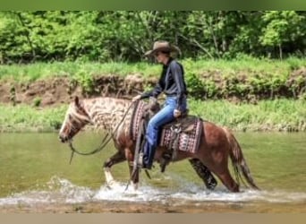 Gypsy Horse Mix, Gelding, 6 years, 13.1 hh, Roan-Red Gypsy Horse Mix, Gelding, 6 years, 13.1 hh, Roan-Red