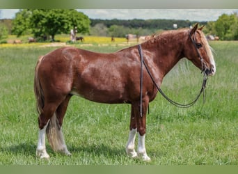 Gypsy Horse Mix, Gelding, 6 years, 13.1 hh, Roan-Red Gypsy Horse Mix, Gelding, 6 years, 13.1 hh, Roan-Red