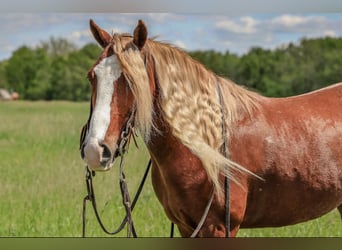 Gypsy Horse Mix, Gelding, 6 years, 13.1 hh, Roan-Red Gypsy Horse Mix, Gelding, 6 years, 13.1 hh, Roan-Red