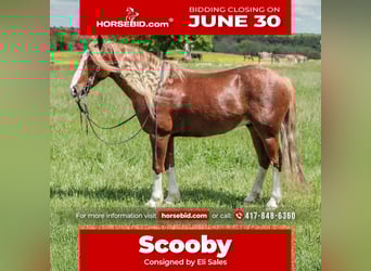 Gypsy Horse Mix, Gelding, 6 years, 13.1 hh, Roan-Red Gypsy Horse Mix, Gelding, 6 years, 13.1 hh, Roan-Red