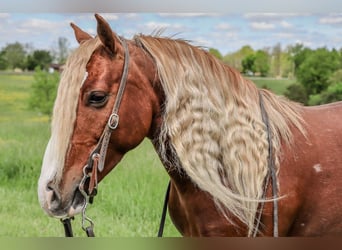 Gypsy Horse Mix, Gelding, 6 years, 13.1 hh, Roan-Red Gypsy Horse Mix, Gelding, 6 years, 13.1 hh, Roan-Red