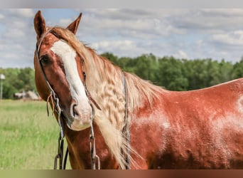 Gypsy Horse Mix, Gelding, 6 years, 13.1 hh, Roan-Red Gypsy Horse Mix, Gelding, 6 years, 13.1 hh, Roan-Red