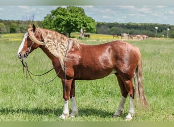 Gypsy Horse Mix, Gelding, 6 years, 13.1 hh, Roan-Red Gypsy Horse Mix, Gelding, 6 years, 13.1 hh, Roan-Red