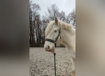 Tinker, Wallach, 6 Jahre, 13,2 hh, Cremello