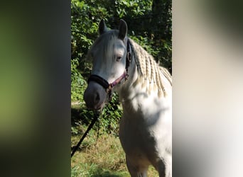 Gypsy Horse, Gelding, 6 years, 13,2 hh, Cremello