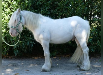 Gypsy Horse, Gelding, 6 years, 13.2 hh, Gray