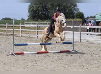 Gypsy Horse, Gelding, 6 years, 13.2 hh, Palomino