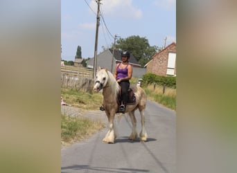 Gypsy Horse, Gelding, 6 years, 13.2 hh, Palomino