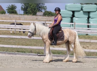 Gypsy Horse, Gelding, 6 years, 13.2 hh, Palomino