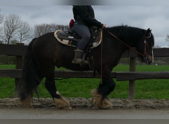 Gypsy Horse, Gelding, 6 years, 13.3 hh, Bay-Dark
