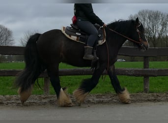 Gypsy Horse, Gelding, 6 years, 13.3 hh, Bay-Dark