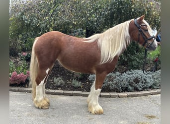 Gypsy Horse, Gelding, 6 years, 13.3 hh, Chestnut