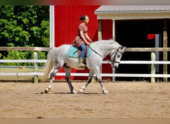 Gypsy Horse Mix, Gelding, 6 years, 13.3 hh, Gray