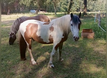 Gypsy Horse Mix, Gelding, 6 years, 13.3 hh, Pinto