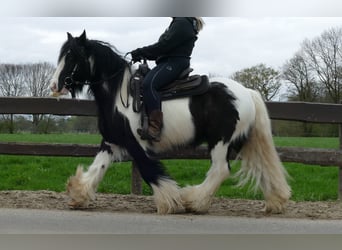 Gypsy Horse, Gelding, 6 years, 13.3 hh, Pinto