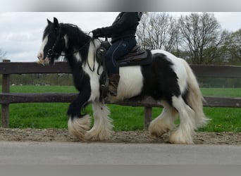 Gypsy Horse, Gelding, 6 years, 13.3 hh, Pinto