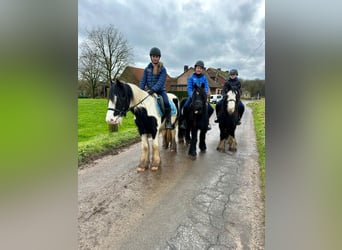 Gypsy Horse, Gelding, 6 years, 13 hh, Black