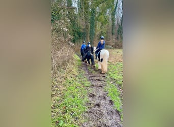 Gypsy Horse, Gelding, 6 years, 13 hh, Black