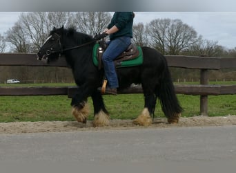 Gypsy Horse, Gelding, 6 years, 13 hh, Black