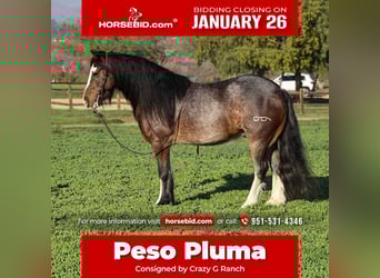 Gypsy Horse Mix, Gelding, 6 years, 13,1 hh, Roan-Bay