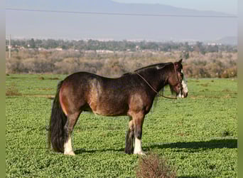 Gypsy Horse Mix, Gelding, 6 years, 13,1 hh, Roan-Bay