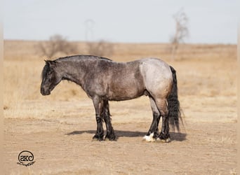 Gypsy Horse Mix, Gelding, 6 years, 13,1 hh, Roan-Blue