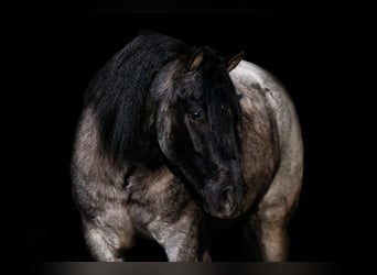 Gypsy Horse Mix, Gelding, 6 years, 13,1 hh, Roan-Blue