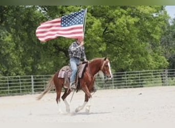 Gypsy Horse Mix, Gelding, 6 years, 13,1 hh, Roan-Red