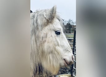 Gypsy Horse, Gelding, 6 years, 13,1 hh, White