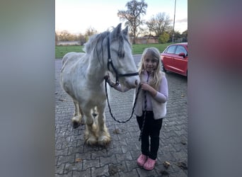 Gypsy Horse, Gelding, 6 years, 13,1 hh, White