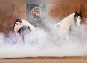 Gypsy Horse, Gelding, 6 years, 13,2 hh, Pinto