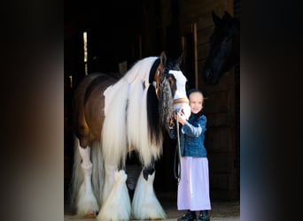Gypsy Horse, Gelding, 6 years, 13,2 hh, Pinto