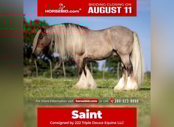 Gypsy Horse, Gelding, 6 years, 13,2 hh