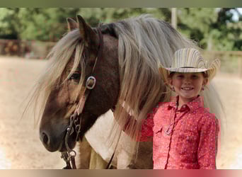 Gypsy Horse, Gelding, 6 years, 13,2 hh