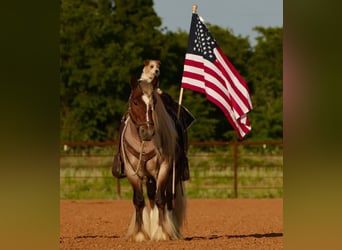 Gypsy Horse, Gelding, 6 years, 13,2 hh