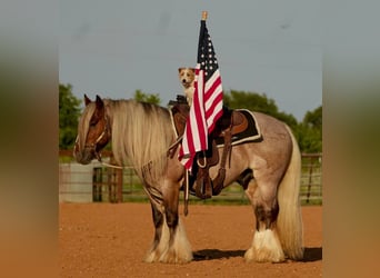 Gypsy Horse, Gelding, 6 years, 13,2 hh