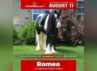 Gypsy Horse, Gelding, 6 years, 13,2 hh
