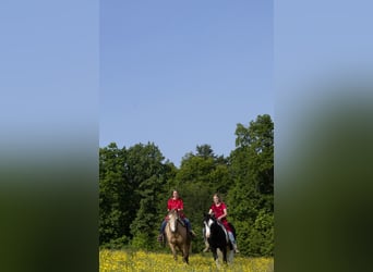 Gypsy Horse, Gelding, 6 years, 13,2 hh