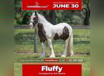 Gypsy Horse, Gelding, 6 years, 13,3 hh