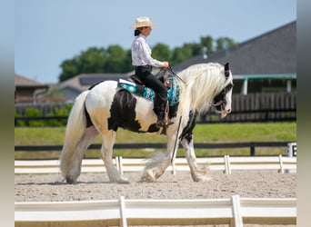 Gypsy Horse, Gelding, 6 years, 13,3 hh