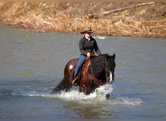 Gypsy Horse, Gelding, 6 years, 14.1 hh, Bay